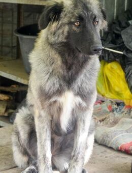 SINA - Kuschelhündin sucht Familie - Erfurt