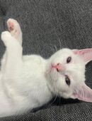 4 Kitten zu verkaufen sofort in 51069