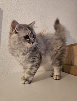 Zwei süßen Kätzchen suchen ein neues Zuhause 💞 - Halle (Saale)