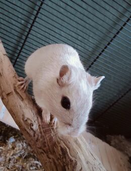 Rennmaus (weiblich, ca. 1,5 Jahre) nur zur Vergesellschaftung abzugeben – inkl. großem Zubehörpaket - Lübeck