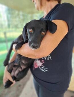 Mirtilla 💚einfühlsame Menschen gesucht - Herxheim (Landau)