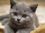 BKH Babykatze suche ein liebevolles neues Zuhause - Kreuztal