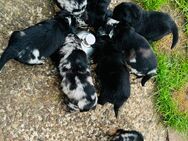 Golden Aussie Welpen Australien Retriever - Burgdorf