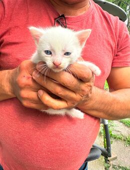 Türkisch Van Mix Kitten - Hanau (Brüder-Grimm-Stadt) Innenstadt