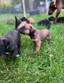 10 traumhafte Welpen - Dobermann/Cane Corso/Rhodesian Ridgeback/American Pitty in 18516