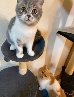 Baby junger Kater BKH .Mama BKH Papa Perser. 4 Monate alte - Mainz