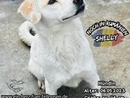 SHELLY-ein fröhliches,aufgewecktes Mädel - Waakirchen