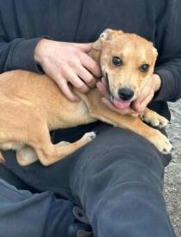 Boy sucht eine liebevolle Familie - Nordwalde