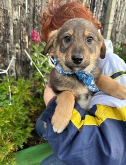 Welpe BATU sucht ein liebevolles Zuhause - Landau (Pfalz)