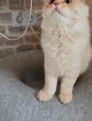 BLH Kater in 57518