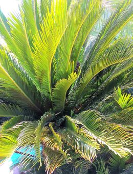 Samen Palmfarn Cycas Revoluta -Sagopalme- - Düsseldorf