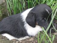 Jack Russel Terrier Jungs suchen ein liebevolles Zuhause - Stollberg (Erzgebirge) Zentrum