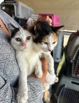 Gerti und Greta aus dem Tierschutz - Grevenbroich