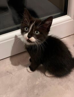 1 Babykatze - Barwedel