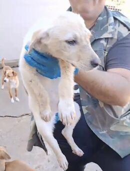 Sammy wartet im Tierheim - Köln