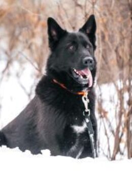 Guinness❤️sucht seine Menschen - Rott (Inn)