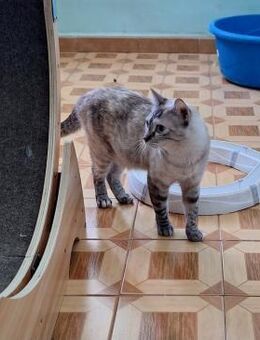 Sanfte, liebe Siam-Mix-Katze Tofu - Karlsruhe