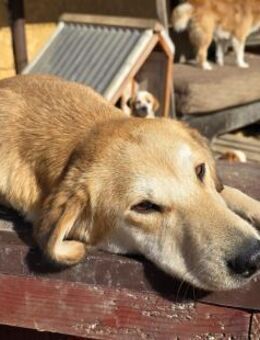 Laika - freundlich und neugierig - Westerholt