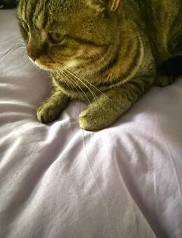 Britische kurzhaar - Dinslaken