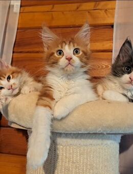 Maine Coon Kitten suchen ihr Traumzuhause, abgabebereit, Blue Tortie White, Red Classic Tabby White - Flieden