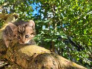 Kleine Kater, Hofkatzen, Babykater - Gernrode