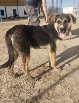 Schöner Goofy sucht sein Zuhause!❤️🍀 - Mannheim