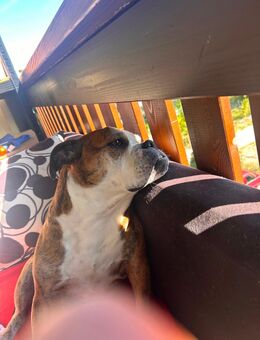 Hunde sucht neue Haus - Leipzig Südwest