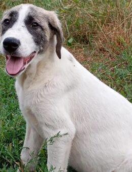 Welpe Bounty - eine aufgeweckte Maus - Krefeld