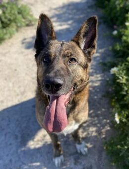 Sandy ist absolut lieb und so anhänglich - Laatzen