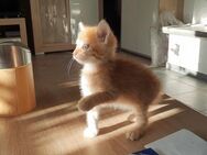 Rote Katze Kitten, Babykatze - Brilon