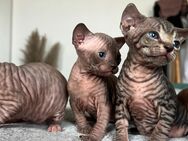 Liebevolle Zuhause gesucht für reinrassige Kanadische Sphynx Kitten - Cloppenburg