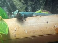 Himmelblauer Zwergtaggecko Lygodactylus williamsi 1.0 - Strehla