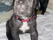 Cane Corso Welpen - Freiburg (Breisgau)