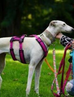 Harina - Zuhause gesucht - Duisburg