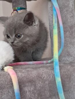 Britisch Kurzhaar Kitten blue - Stuttgart