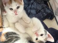 Süße Kitten suchen neues liebevolles Zuhause - Berlin