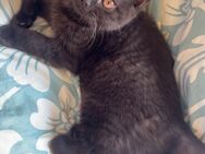BKH kitten sucht liebevolles Zuhause - Dortmund