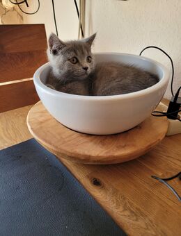 BKH Kitten ab sofort abzugeben - Schwerin