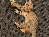 Katze zum Verkaufen - Pinneberg