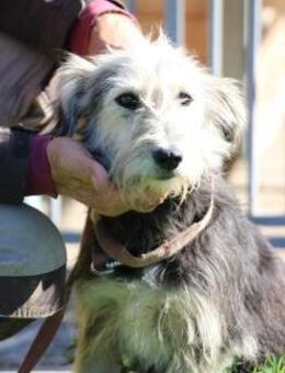 Smorca - kinderlieb u. verspielt - Lohra