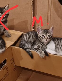 Babykatze - Hiltpoltstein