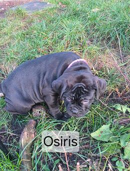 wunderschöne und seltene Mischlingswelpen OEB/Bordeaux Dogge - Wandlitz