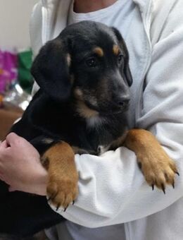 Woody❤️ Schutzgebühr 500 Euro - Burgsinn