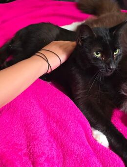 Lieber Kater sucht Dosenöffner - Altötting