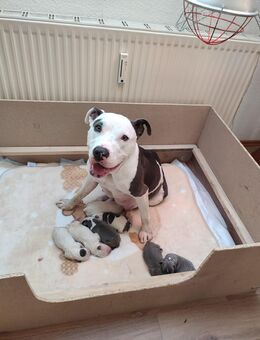 American Bully . Staffordshiere . Old English Bulldogge Welpen - Torgelow