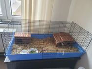 2 weibliche Meerschweinchen mit Kaefig Kiste zum verstauen und Zubehoer zu verkaufen. Und Transport Box gibts dazu Nur persoenliche Abholung Und Barzahlung bei Abholung Keine Lieferung moeglich - Oberkochen