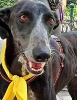 TANGO - wartet schon Jahre im Tierheim! - Sulzbach-Laufen