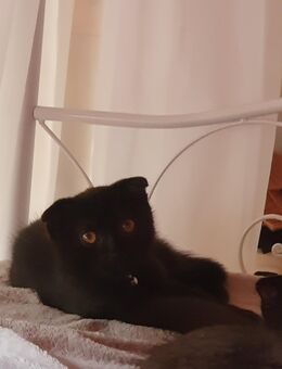 Kater Männlich Kitten - Weißenburg (Bayern)