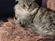 Perser Mix Kater - Ennepetal (Stadt der Kluterhöhle)