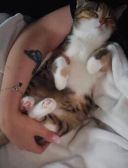 Katze sucht neues Zuhause - Datteln